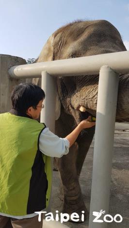連振曄表示早期大象沒有進行動物訓練前，治療大象必須冒著一定的風險