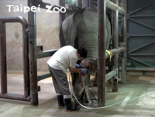 連振曄醫師從沒想過大象的醫療，有一天會交付到自己的身上（大象修蹄）