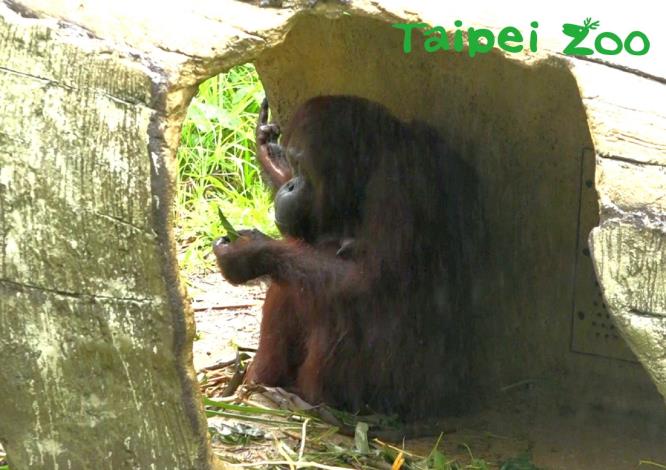 雨天紅毛猩猩會進入樹洞中躲雨