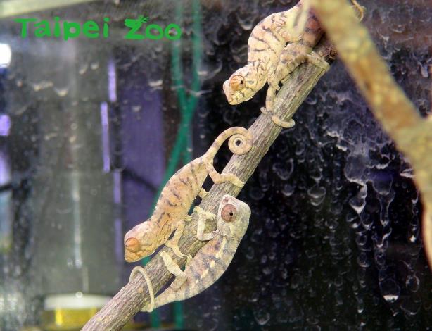 臺北動物園兩棲爬蟲館出現七彩變色龍「嬰兒潮」