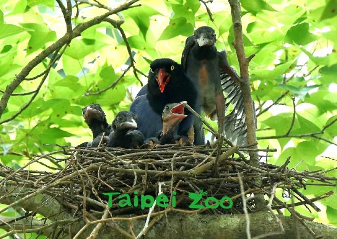 臺灣藍鵲在育幼期間護巢行為非常明顯，會攻擊在巢位附近活動的其他動物（詹德川攝）