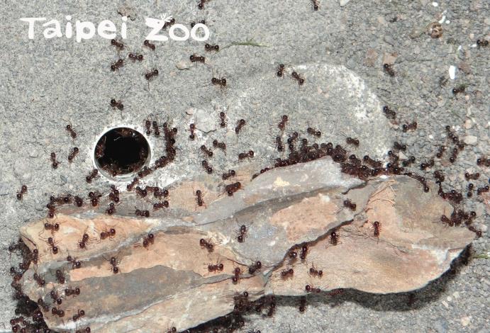 飼養螞蟻並非易事，濕度及居住環境的調控，都會影響不同種類螞蟻族群的存活(堅硬雙針家蟻)