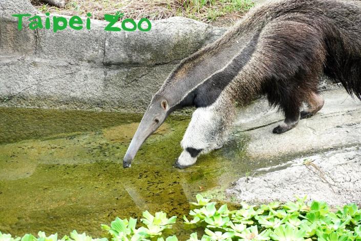 天熱時大食蟻獸也會下水游泳哦！