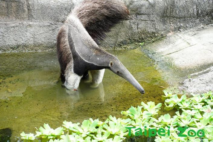 臺北動物園的大食蟻獸「口袋莎」是來自新加坡河川生態園(River Safari)的個體