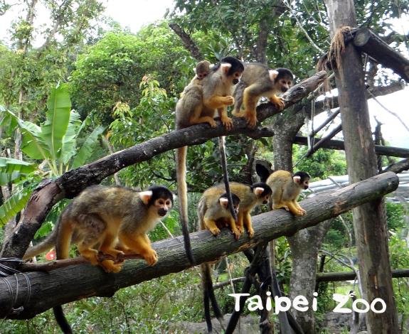 黑冠松鼠猴喜歡群體生活，牠們總是吵吵鬧鬧的在樹枝上活動