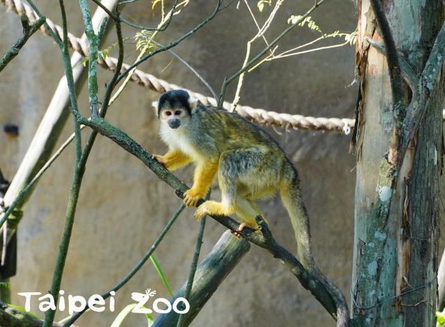 黑冠松鼠猴全身黃棕色的毛色，只有頭部有明顯的黑色
