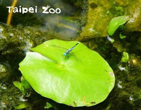動物園園區記錄到超過85種的蜻蜓，超過全臺一半的蜻蜓物種！(粗腰蜻蜓)