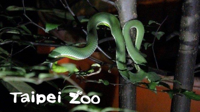 研究人員在一個晚上短短兩小時內，於園內區域就能發現許多本土野生動物（赤尾青竹絲）