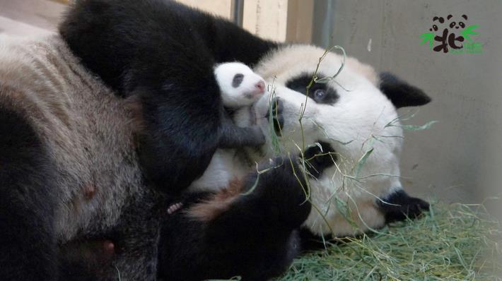 動物界內雌雄難辨的情況並不在少數（大貓熊「圓圓」和新生寶寶）