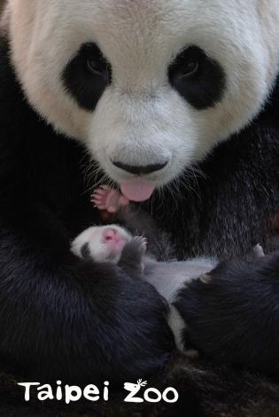 大貓熊不同於非洲野驢，長頸鹿等草食性哺乳類動物，一誕生就能輕易由生殖器外觀區分雌雄
