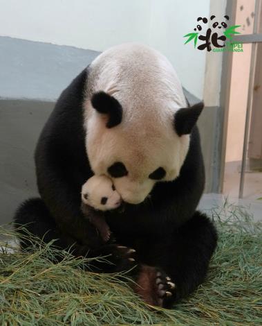 大貓熊懷孕期一般為120-150天，因就像其他熊科動物般，大貓熊也有胚胎延遲著床現象.JPG