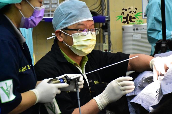在大貓熊繁殖工作團隊的努力之下，「圓仔妹」安然出生（人工受精）