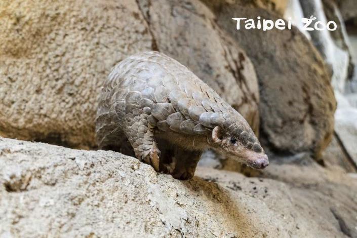 穿山甲「潤喉糖」於2017年9月2日出生，是動物園圈養下所繁衍的第四代後代