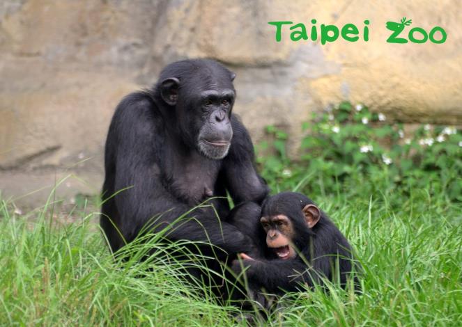 在非洲動物區還有「與黑猩猩一起動動腦」的保母講古活動