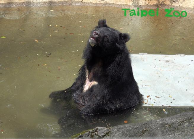 臺灣黑熊「小熊」享用日光浴