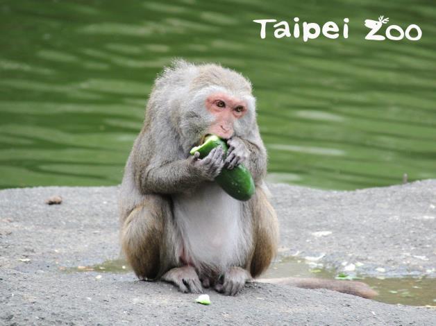 每隻臺灣獼猴都有固定用餐的位置