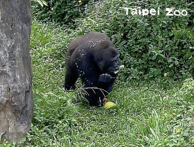 第一次見到柚子的母金剛猩猩先警慎的觀察