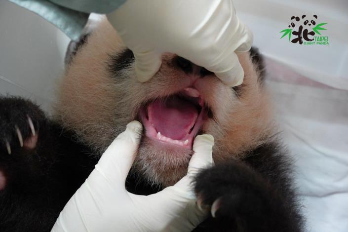 「圓寶」目前長出15顆乳牙囉！