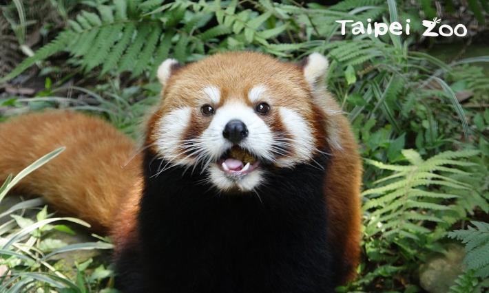小貓熊Red panda和大貓熊Giant panda是兩個完全不同的物種