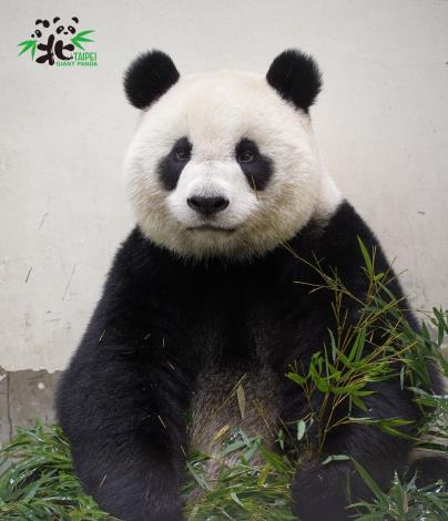 「圓仔」：看到我心情有沒有好一點呀？明天就放假了，再堅持一下，加油！