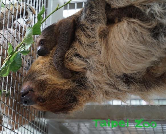 今年6月3日，二趾樹獺媽媽「樹葉」再度產下一隻小寶寶