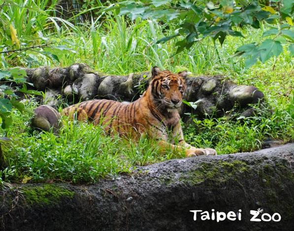 豹亞科動物的犬齒更長，爪子也比較強壯，力量相對來說也比貓亞科動物大（孟加拉虎）