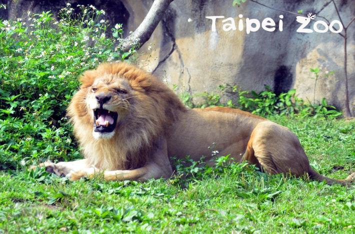 豹亞科動物能發出震撼、厚實的吼聲，因此又被稱為「吼貓」（非洲獅）