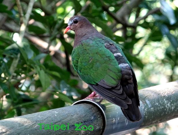 鳩鴿科的鳥類數量多，點名是一大工程(雌翠翼鳩)