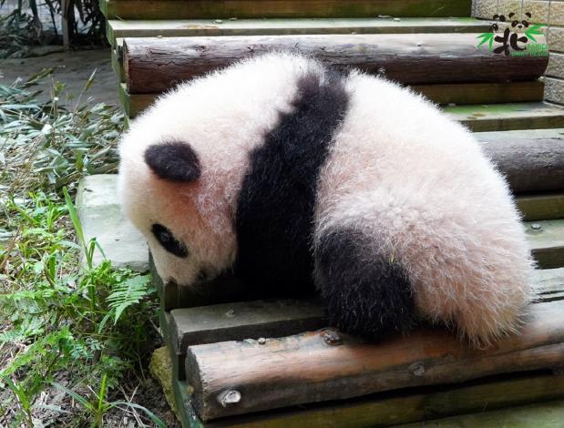 「圓寶」：咦？地上好像有什麼沒見過的東西！