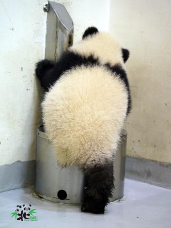 保育員：「圓寶」~不可以玩媽媽喝的水！「圓寶」：哦~~（被發現了！）