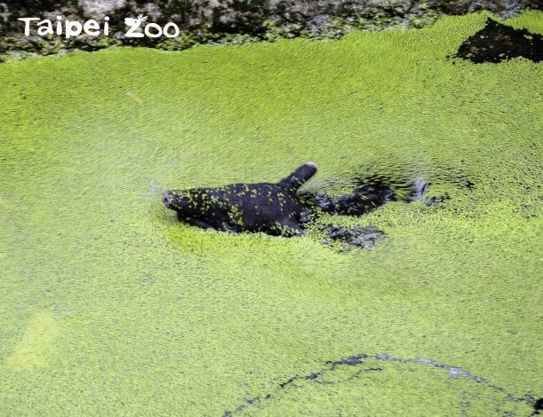 「貘豆」：馬來貘的水池說不定也能發現灰影蜻蜓呦！