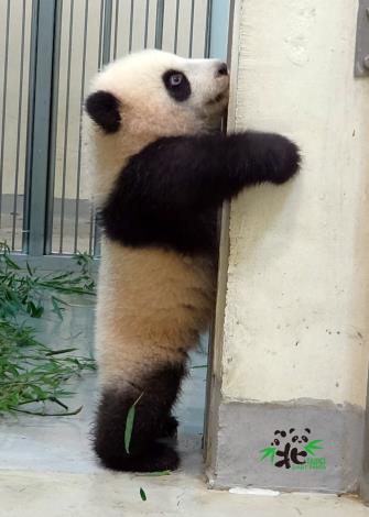 圓寶：我看看哦~現在是幾公分高~