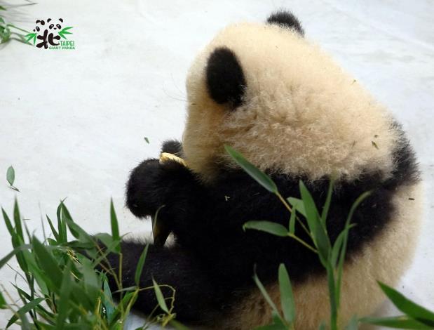 仔細看圓寶側面的腮幫子是不是很可愛！