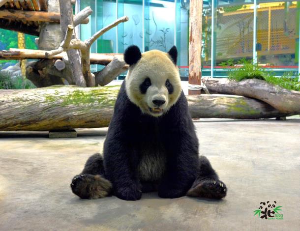團團：大家午安~不好意思我來晚了，聊美食怎麼可以漏掉我呢！哈哈~（王進治攝）