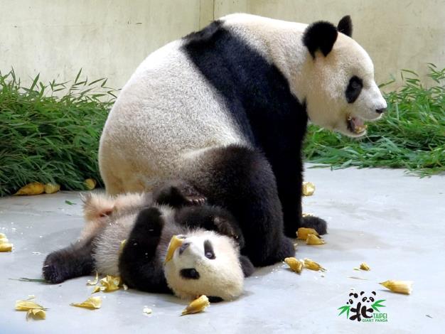 圓圓：有人幫忙剝筍殼是很好，不過筍子上面都是口水~~