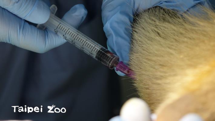 獸醫師為小食蟻獸「小紅」抽血檢查