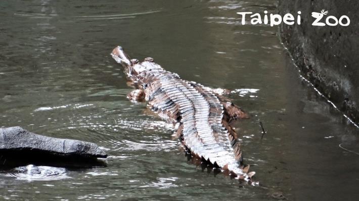 鱷魚選擇溫度相對較高的水底避寒