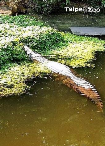 溫帶動物區的馬來長吻鱷「酷龍」，是動物園裡體型最大的爬蟲類動物