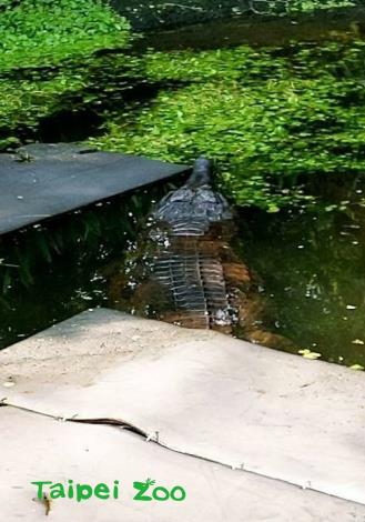 鱷魚不是活潑的動物，習性比水豚還要「宅」
