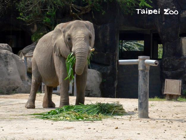 1月份的星期六上午11點，記得來非洲動物園聽保母講古哦！
