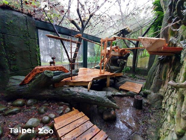 動物園送給小貓熊的新年禮物，是將小貓熊的活動場大改造，來增加他們活動的空間及層次（詹雅婷攝）