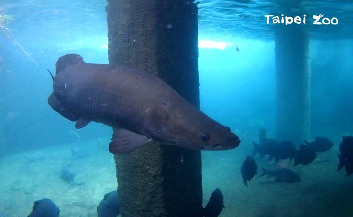 體型龐大的象魚、魚鱗堅硬，瞬間扭動身軀所產生的力道，足以打斷人類的骨頭