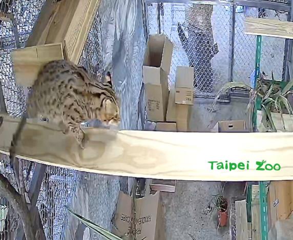 保育員透過監視器畫面，觀察「飛飛」的活動力良好