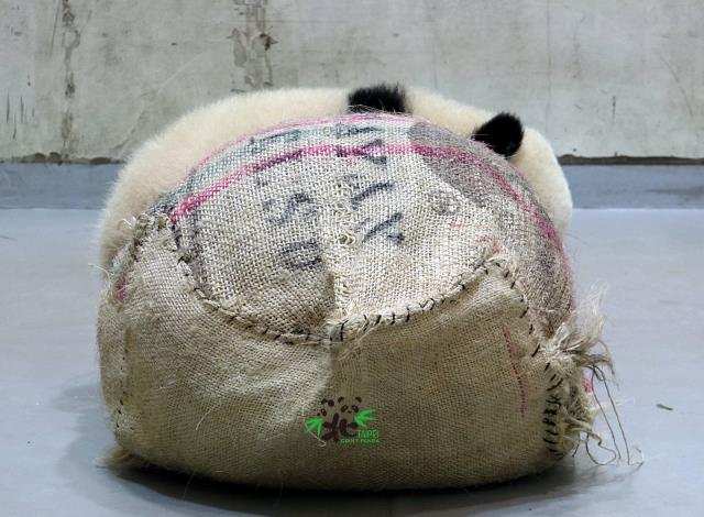猜猜「圓寶」躲在哪裡？