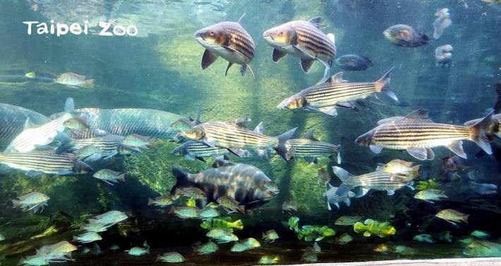 大年初五開工日，祝大家財源廣進，年年有「魚」
