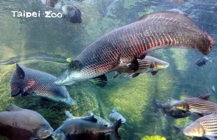 象魚：有來動物園，記得一定要來看我們哦！