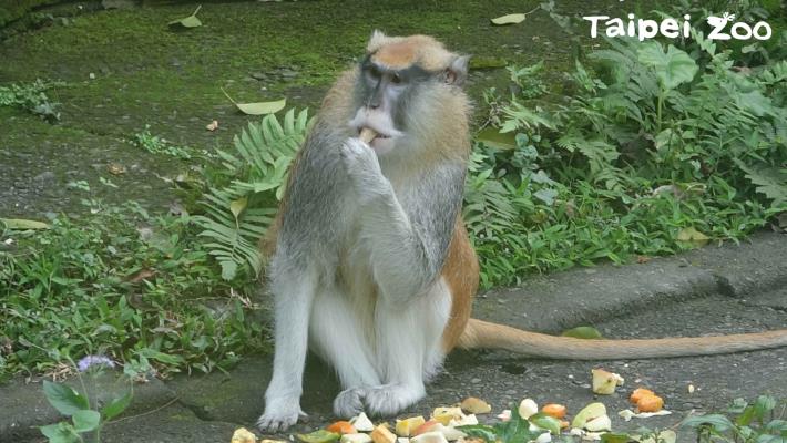 民眾發現紅猴「男道」的蹤跡，請保持安全距離，不要驚擾了動物，並立即通報臺北市立動物園