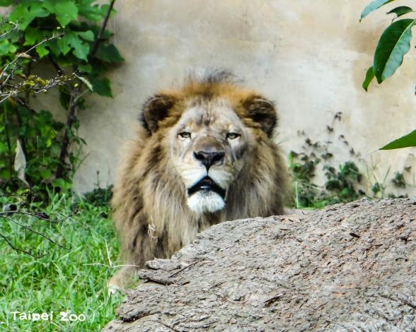 不用怕！不用慌！其實那是萬獸之王非洲獅對保育員的撒嬌聲
