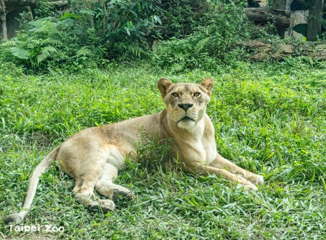 關園時間還停留在園區留連忘返的遊客，常會被迴盪在非洲動物區的獅子吼叫聲嚇得倒抽一口氣