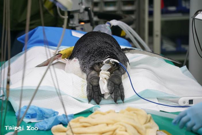 4號國王企鵝的右眼反覆發炎，為了減輕牠雙眼的不適，獸醫師們決定著手為牠進行醫療手術